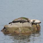 Monterey2016_0094 (April 29, 2016)